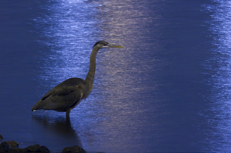 Great Blue Heron Along Shore Of Lake Union